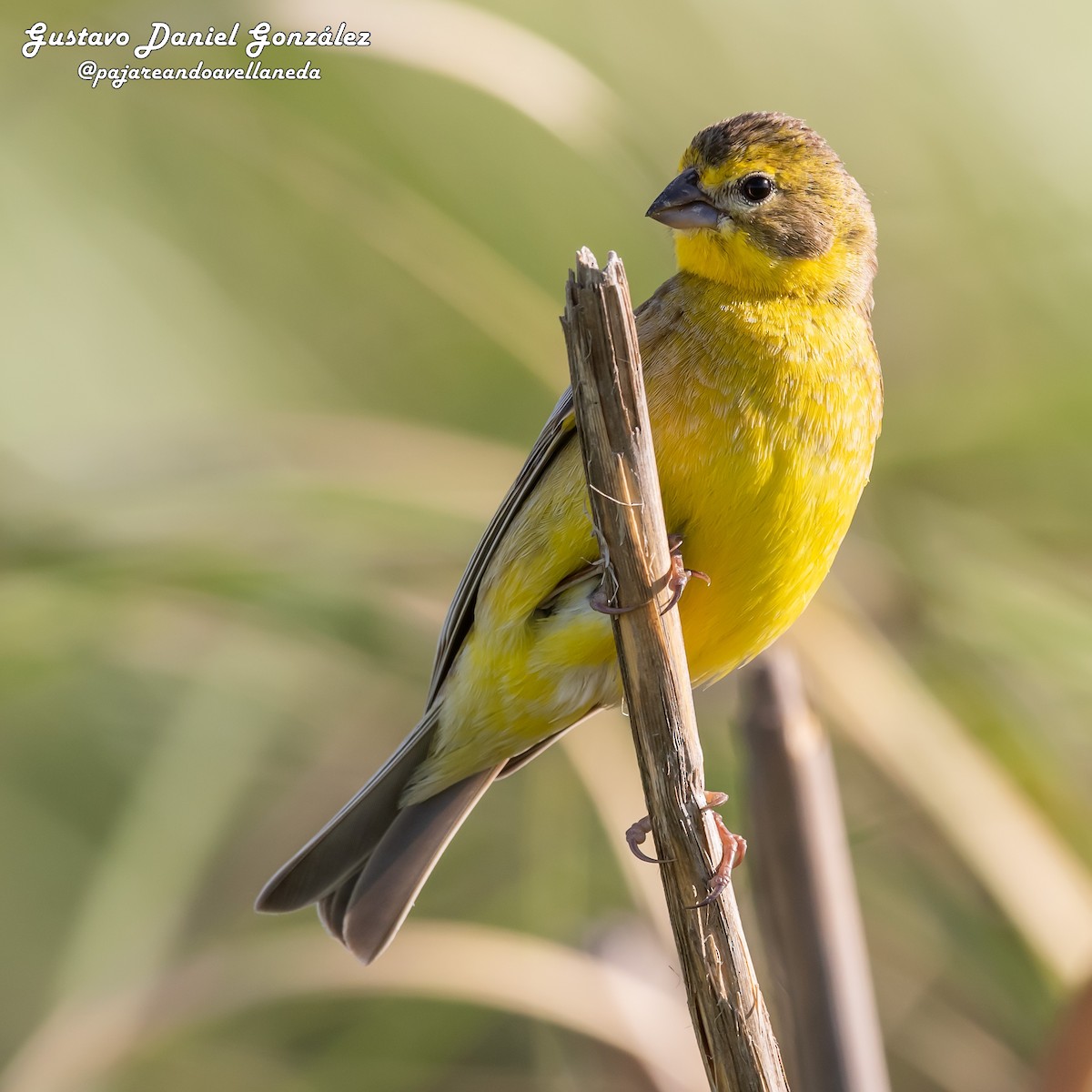 Короткоклювый зерноед - ML645499397