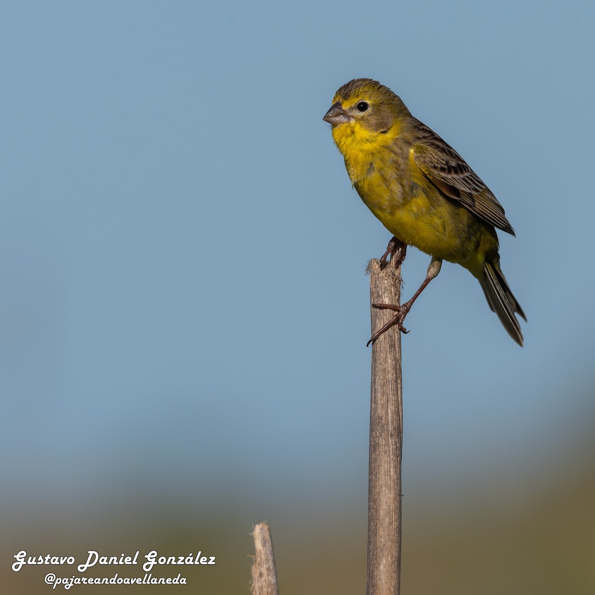 Короткоклювый зерноед - ML645499398