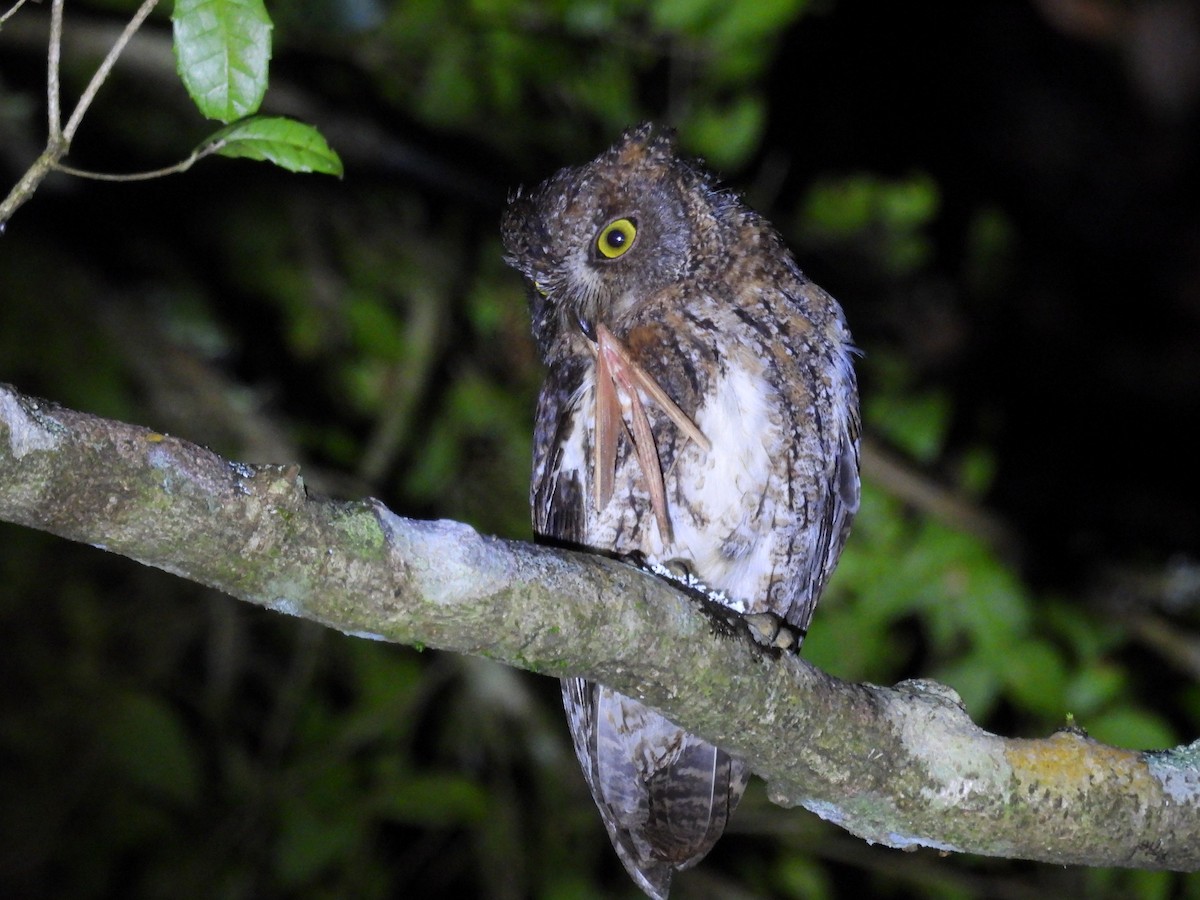 Madagascar Scops-Owl (Rainforest) - ML645499399