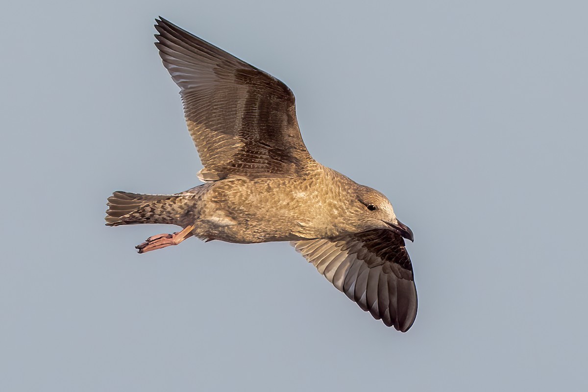 Iceland Gull (Thayer's) - ML645499401