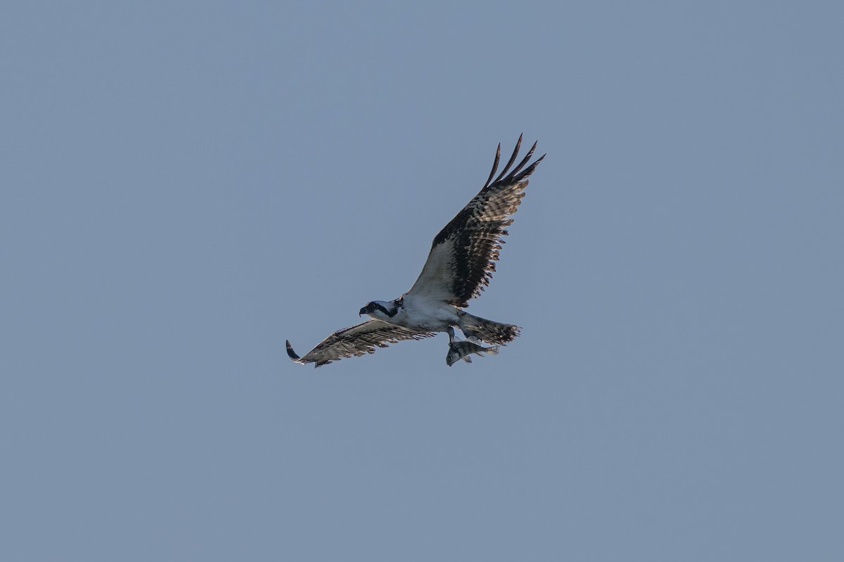 Osprey - ML645499404