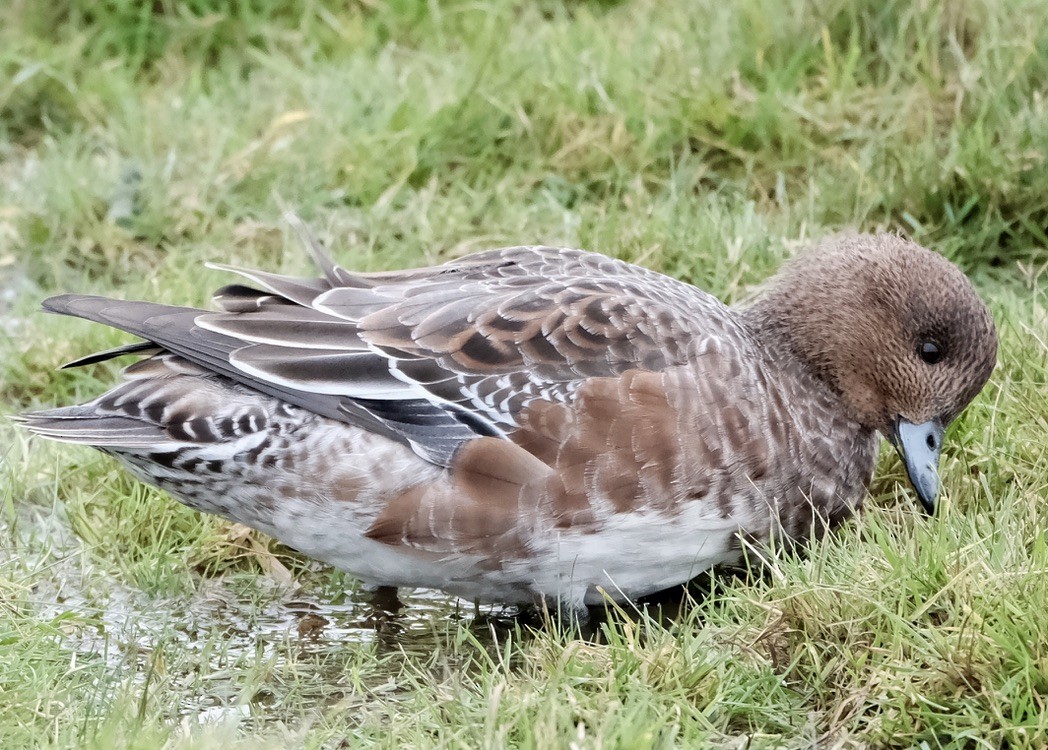 Eurasian Wigeon - ML645499409