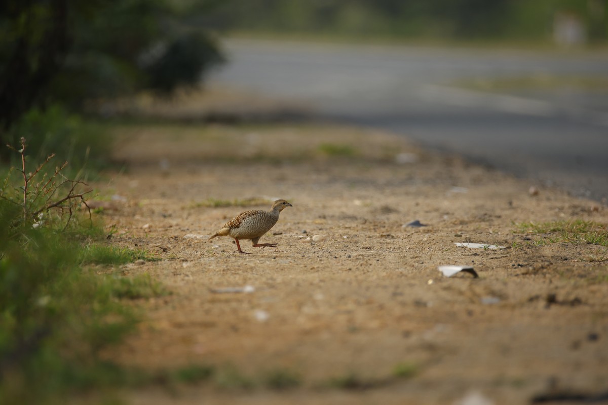 Francolín Gris - ML645499439