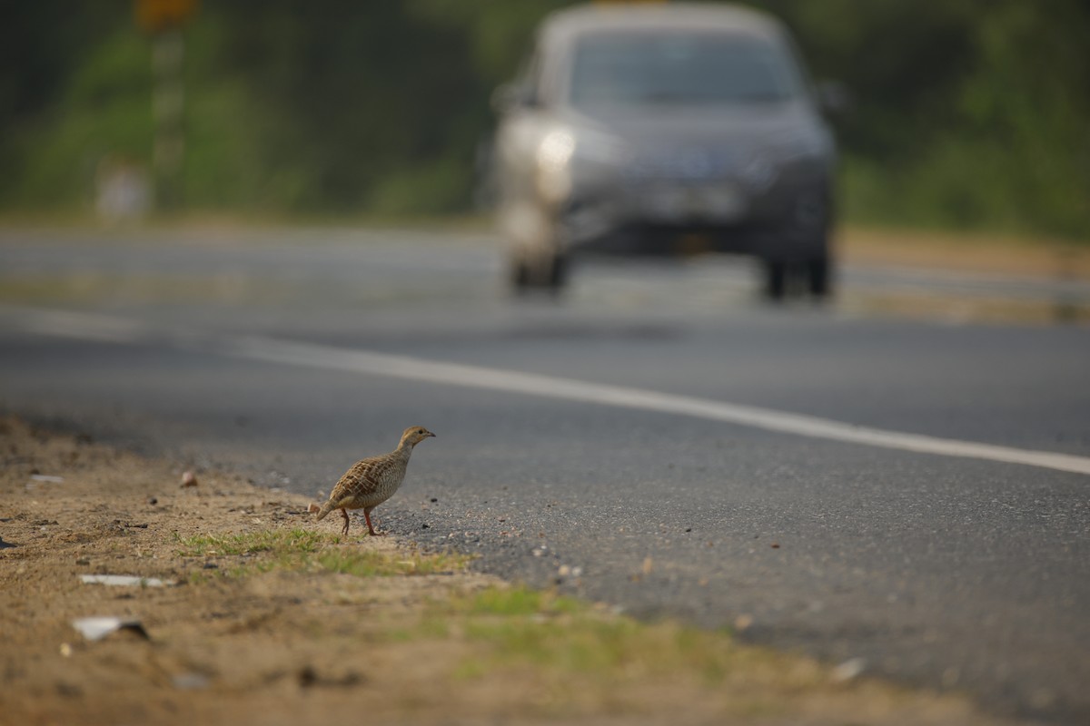 Francolín Gris - ML645499440