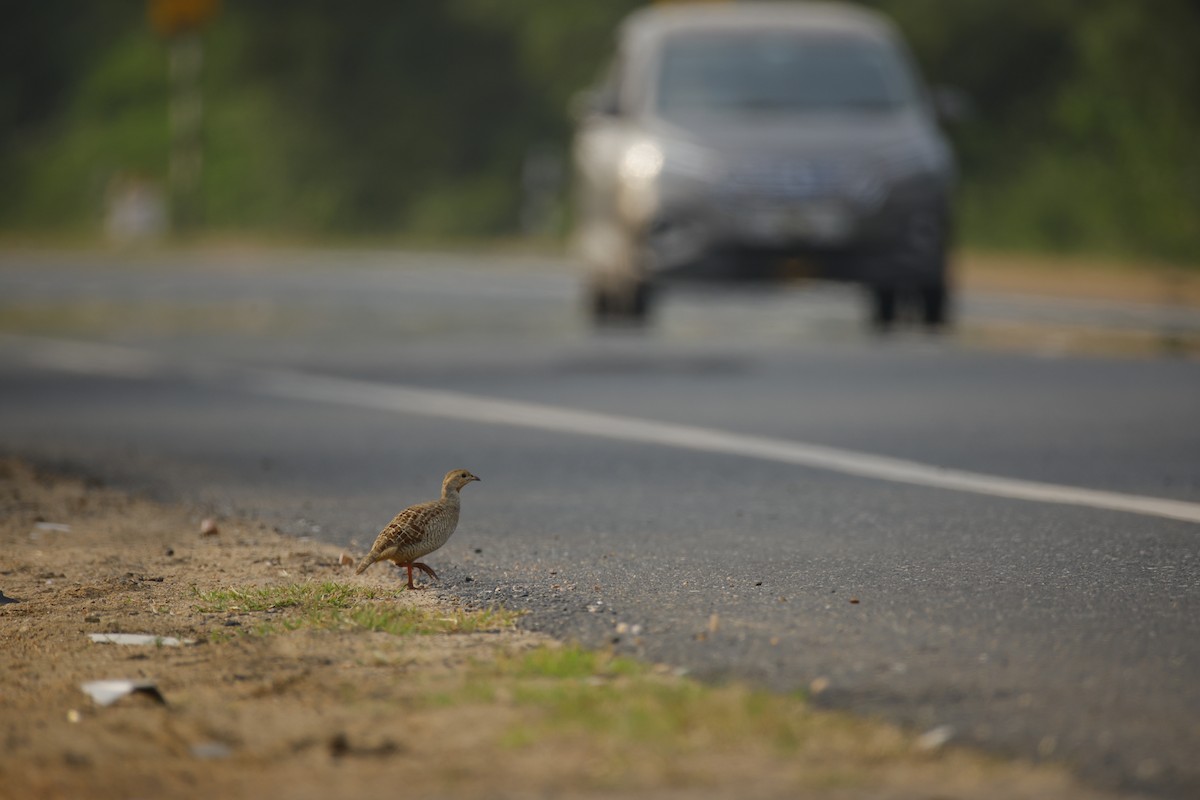 Francolín Gris - ML645499441