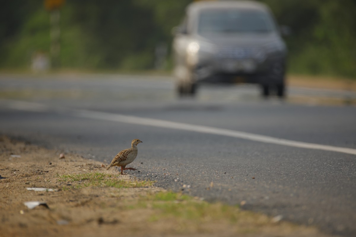 Francolín Gris - ML645499442