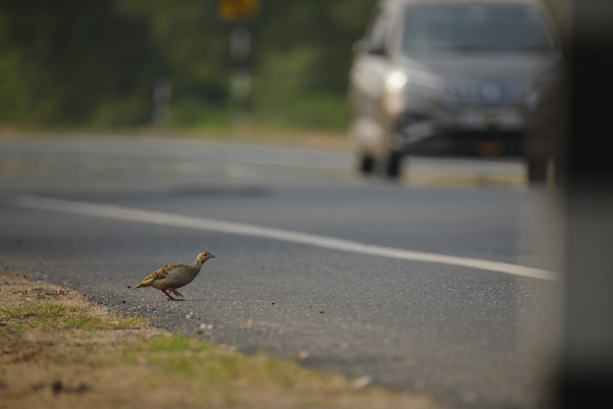 Francolín Gris - ML645499443