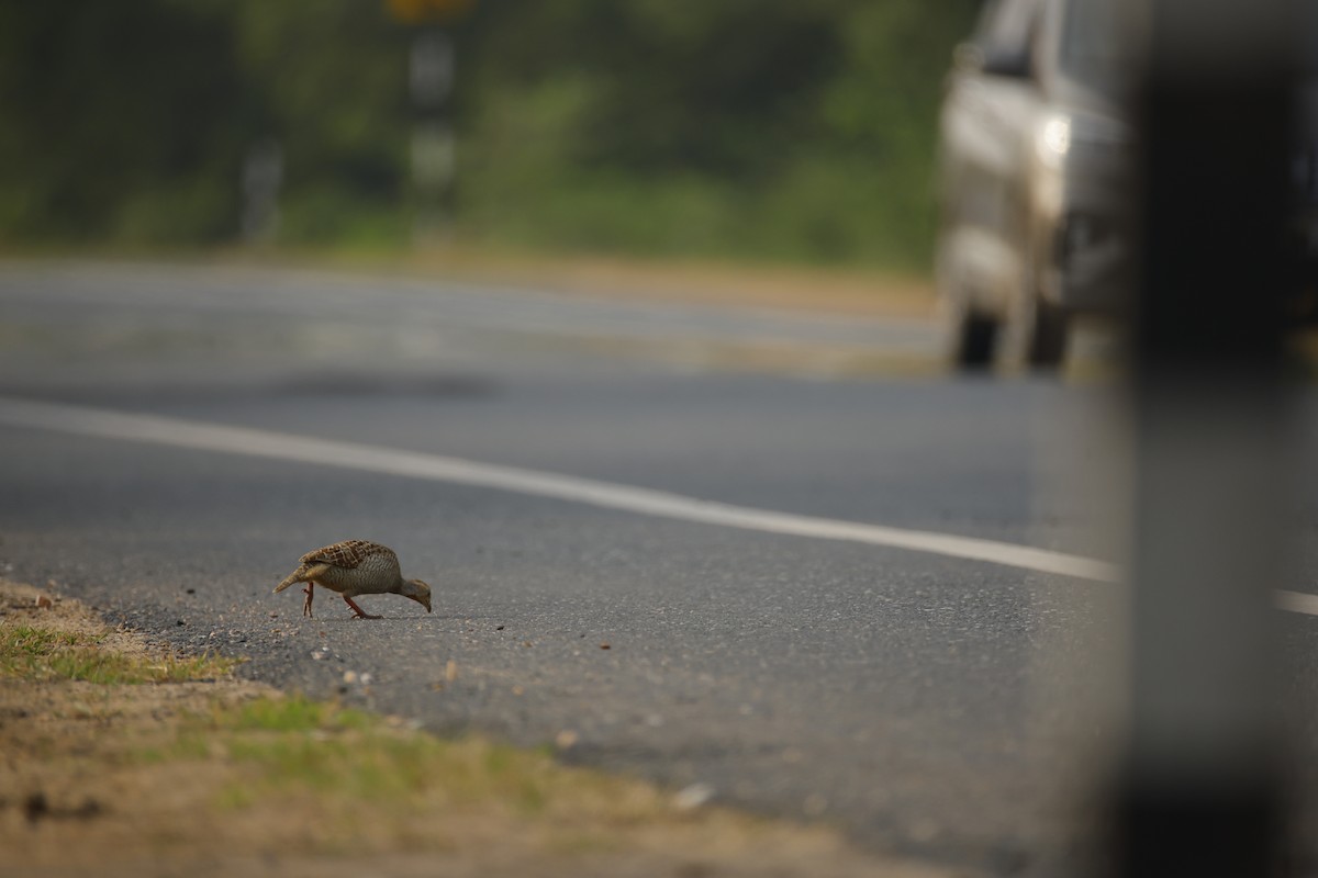 Francolín Gris - ML645499445