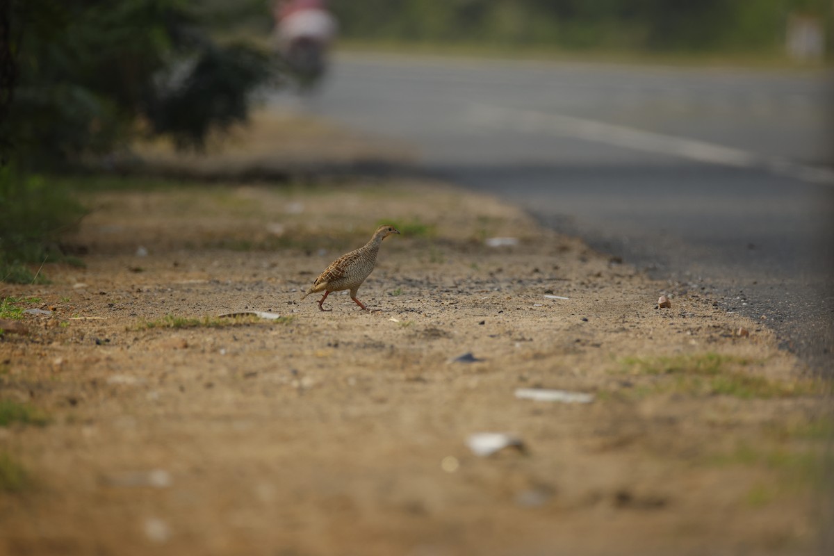 Francolín Gris - ML645499446