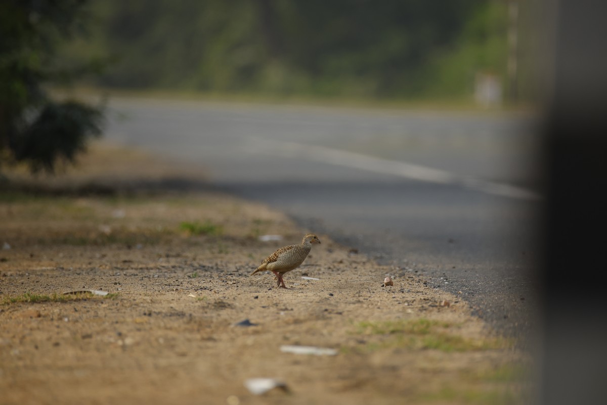 Francolín Gris - ML645499447