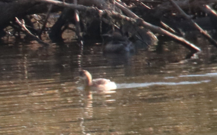 Zampullín Común - ML645499451