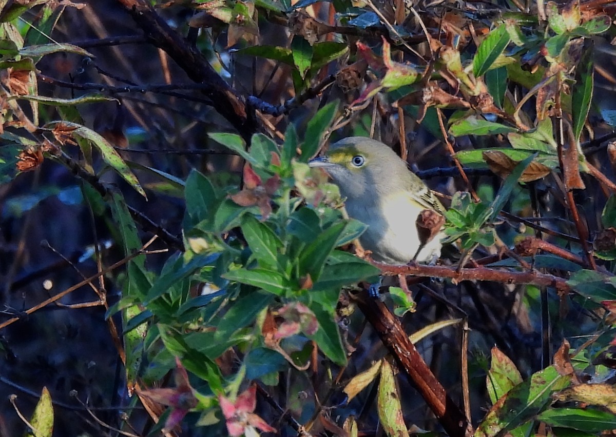 Vireo Ojiblanco - ML645499452