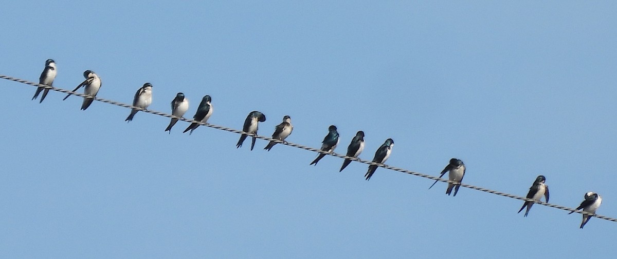 Golondrina Bicolor - ML645499454