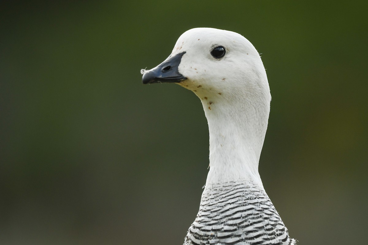 Cauquén Común - ML645499457