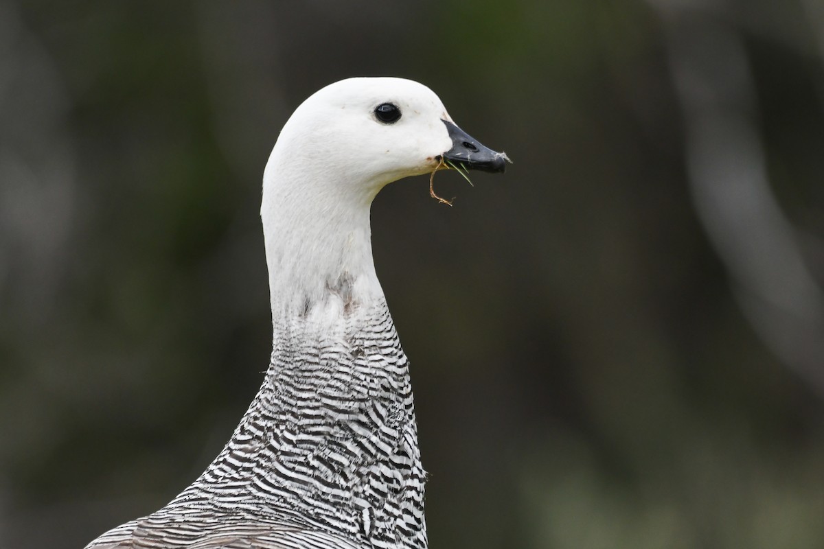 Cauquén Común - ML645499458