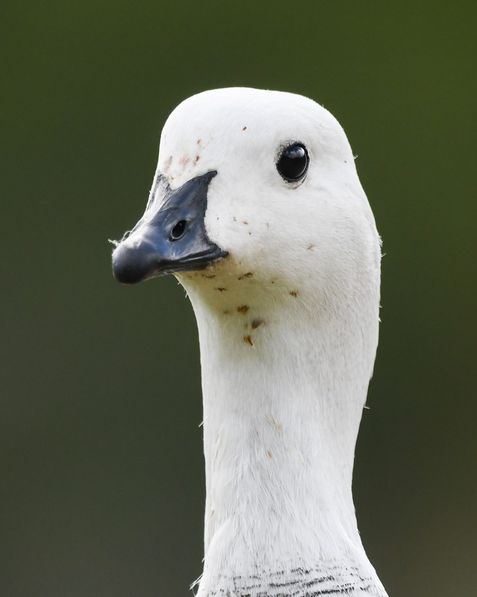 Cauquén Común - ML645499459