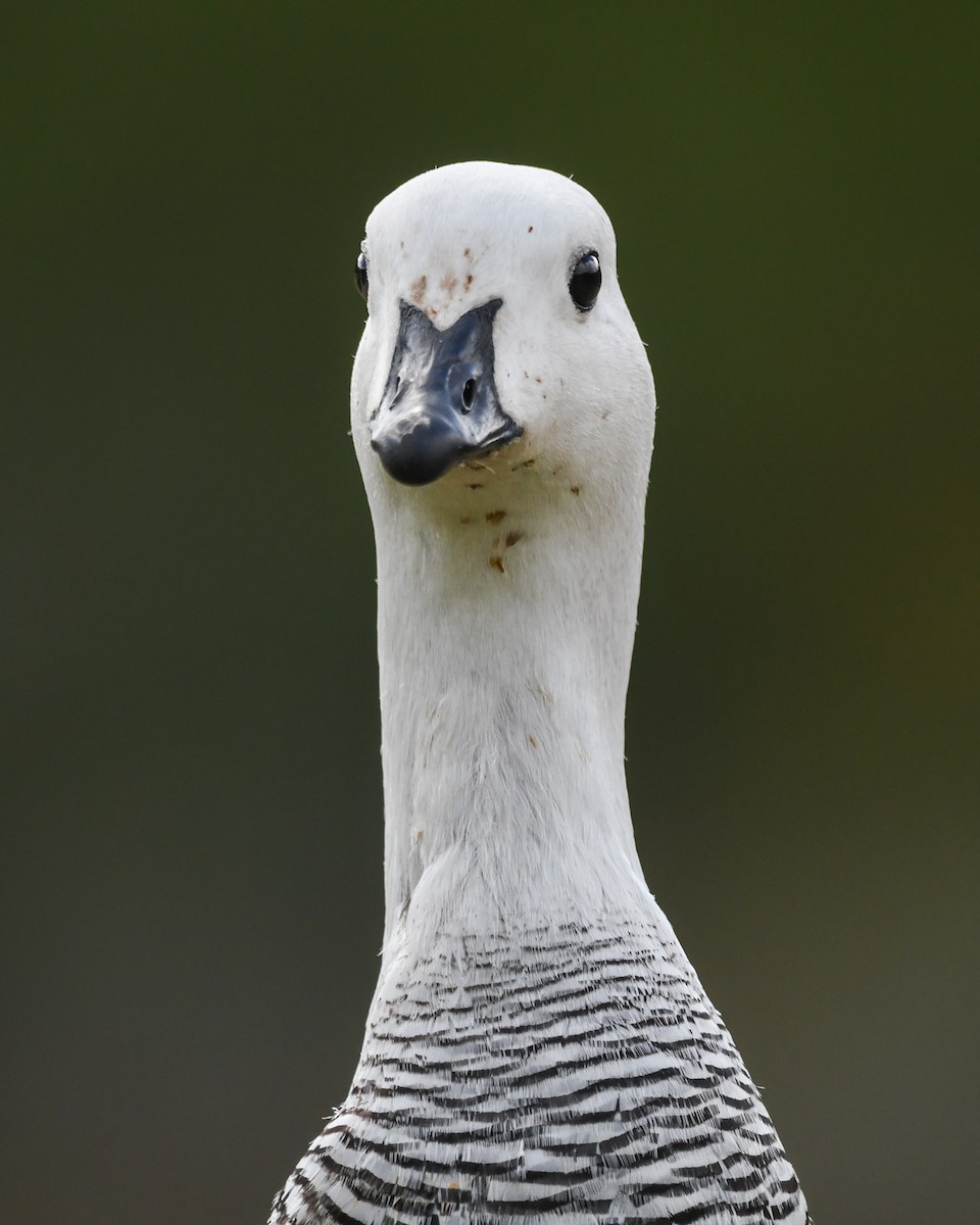 Cauquén Común - ML645499460