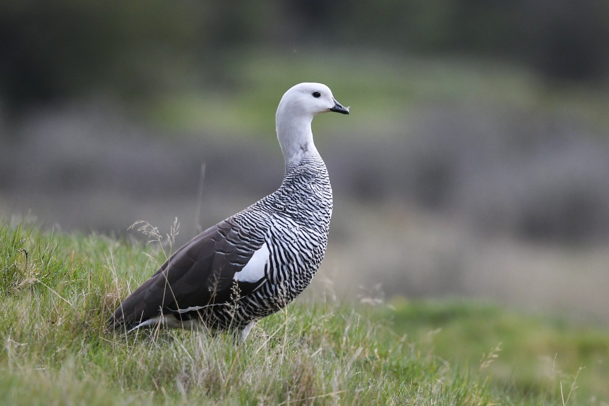 Cauquén Común - ML645499461