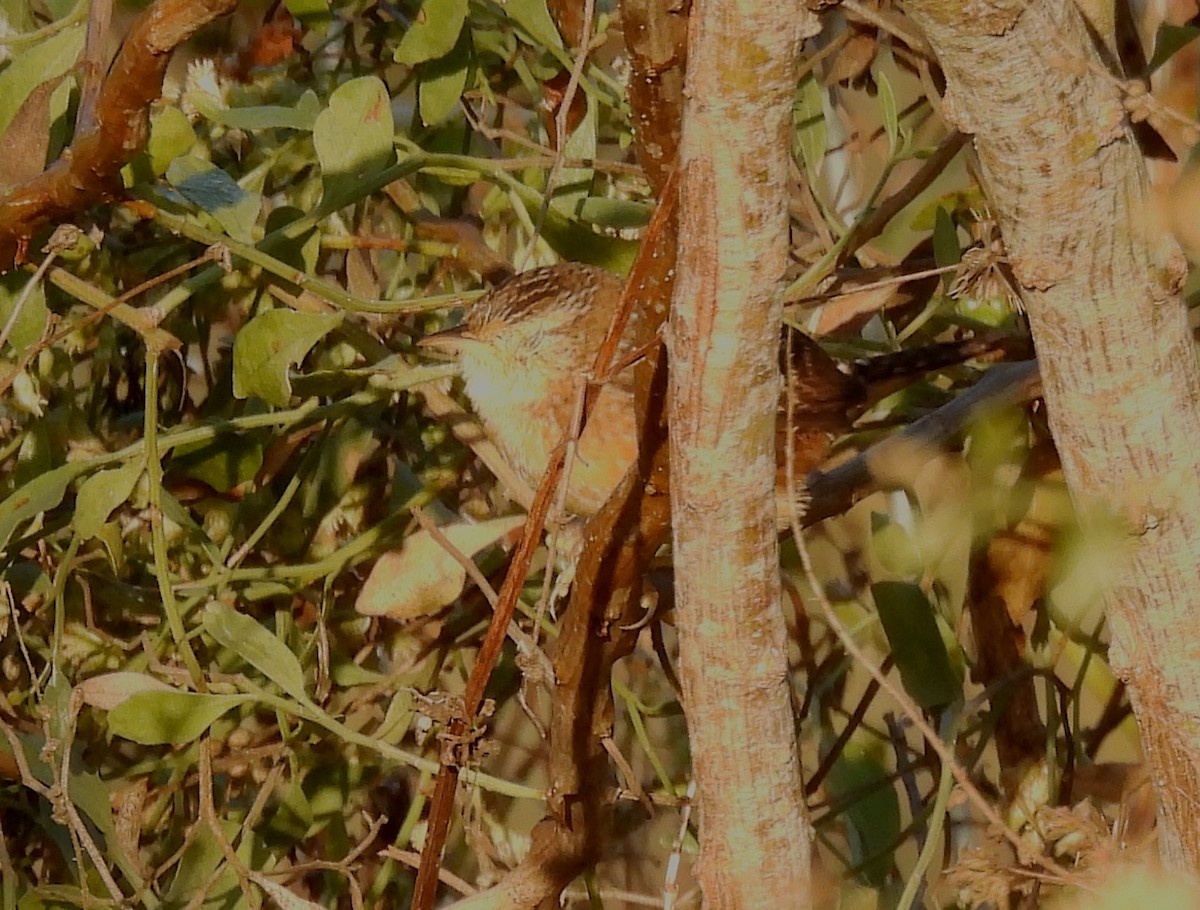 Cucarachero Pantanero - ML645499462