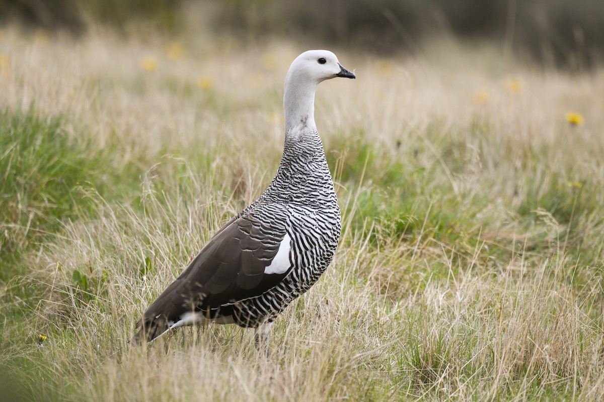 Cauquén Común - ML645499463