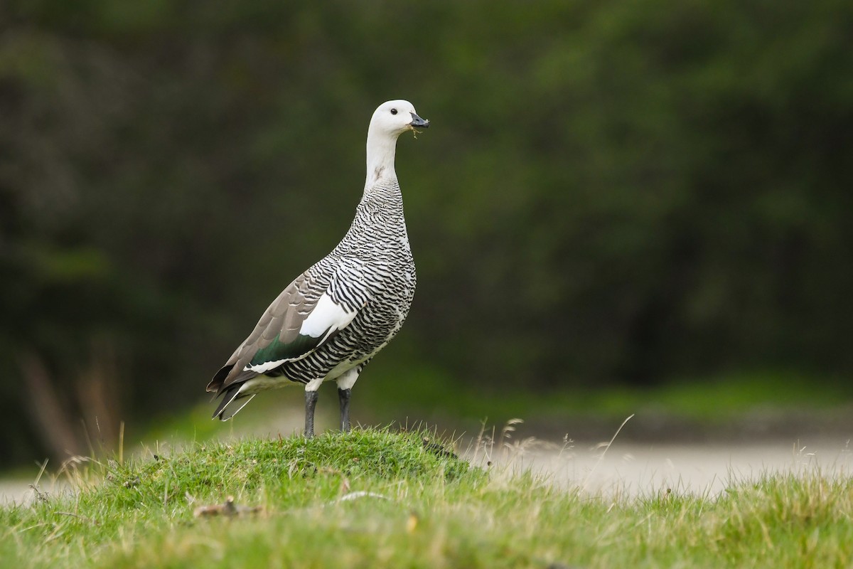 Cauquén Común - ML645499464