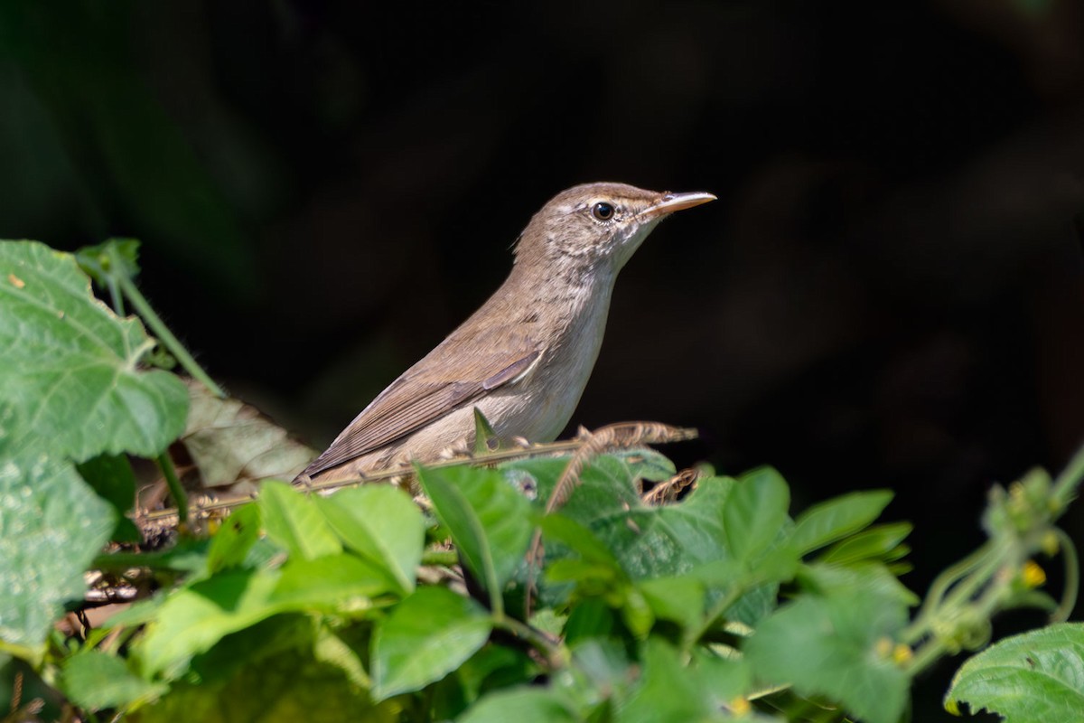 Zarcero de Sykes - ML645499465