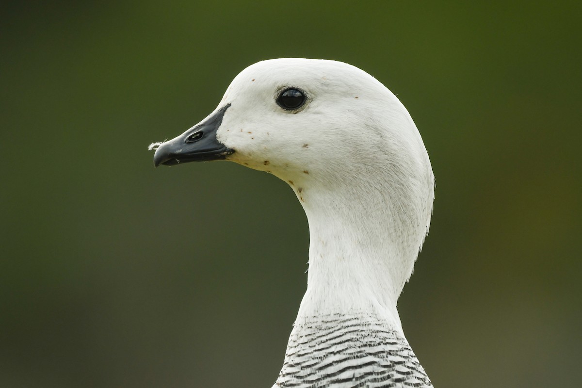 Cauquén Común - ML645499466