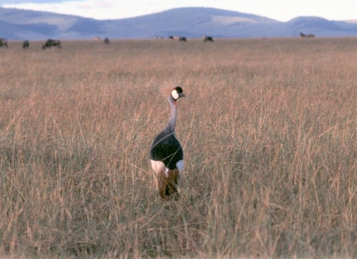 Grulla Coronada Cuelligrís - ML645499467
