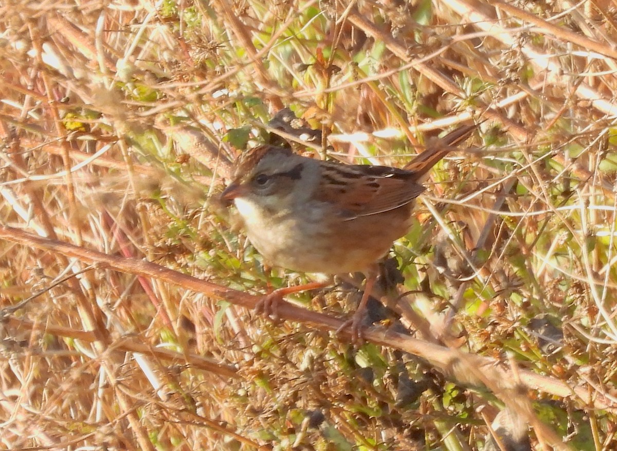 Chingolo Pantanero - ML645499468