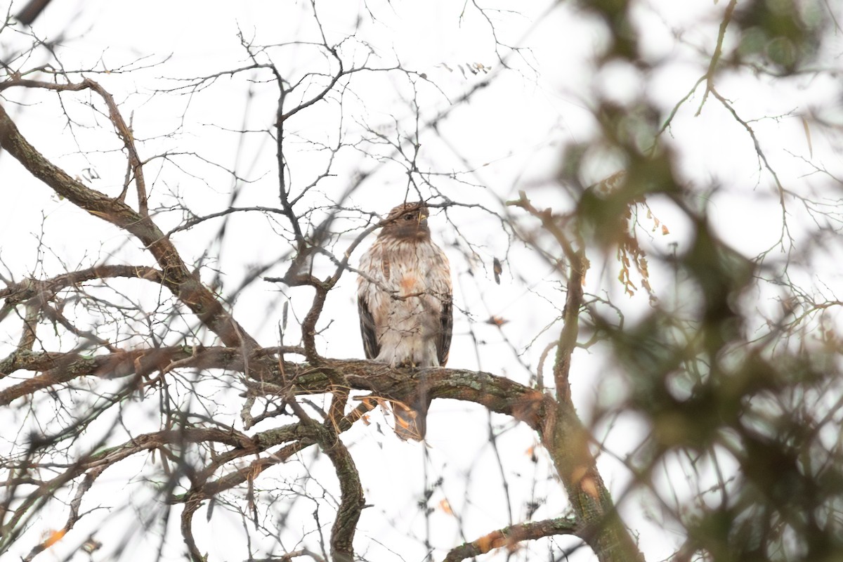 Busardo Pechirrojo - ML645499469