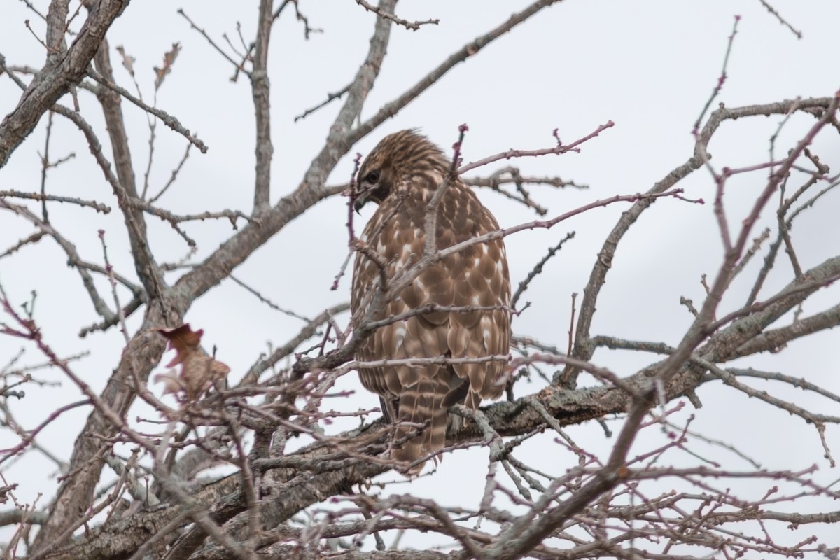 Busardo Pechirrojo - ML645499470