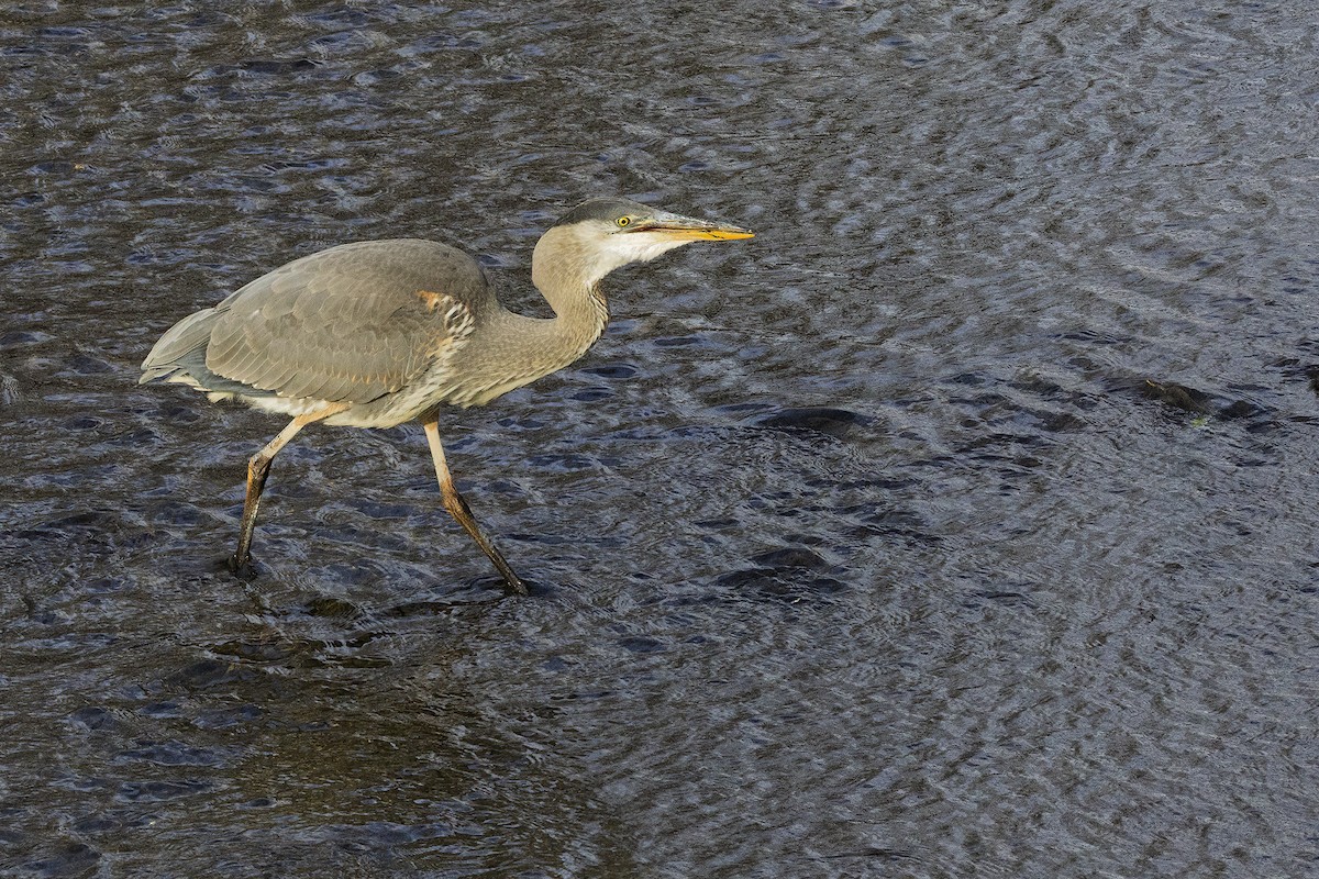Garza Azulada - ML645499471