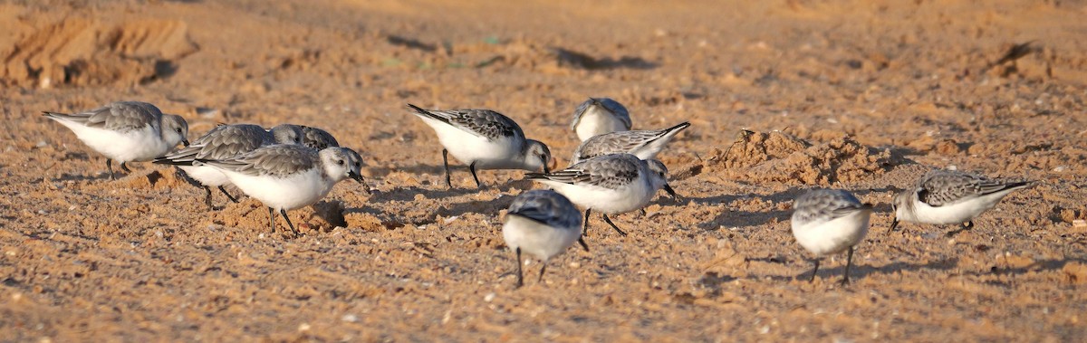 Correlimos Tridáctilo - ML645499472