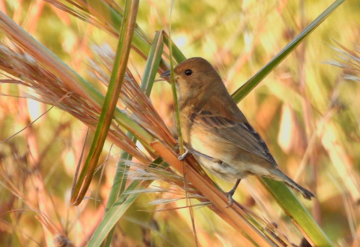 Azulillo Índigo - ML645499473