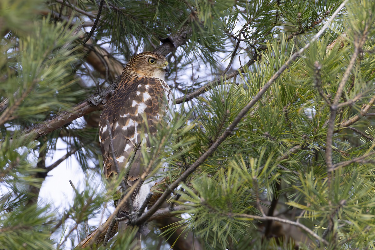 Cooper's Hawk - ML645499475