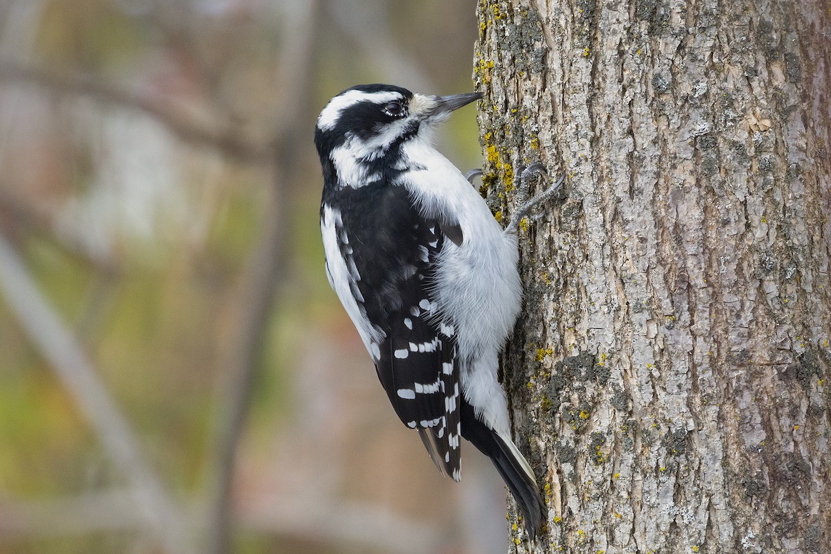 Hairy Woodpecker - ML645499476