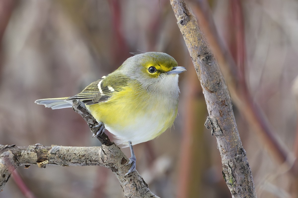 White-eyed Vireo - ML645499484