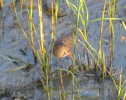Clapper Rail - ML645499486