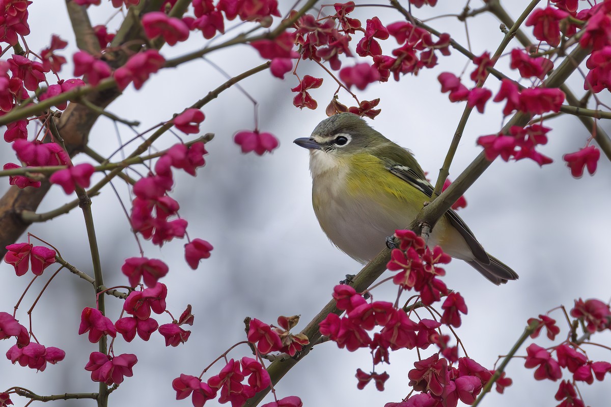Blue-headed Vireo - ML645499491
