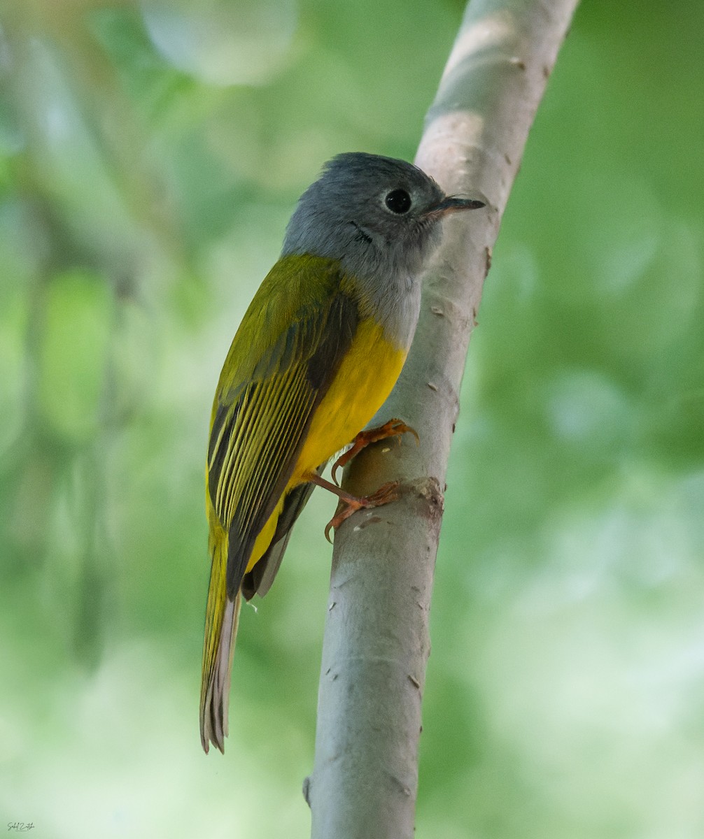 Gray-headed Canary-Flycatcher - ML645499492