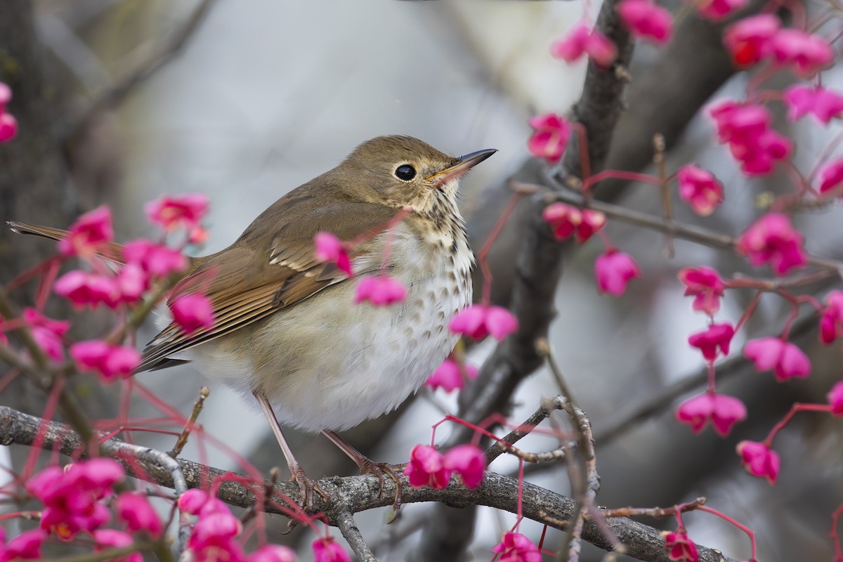 Tordo di Pallas - ML645499495