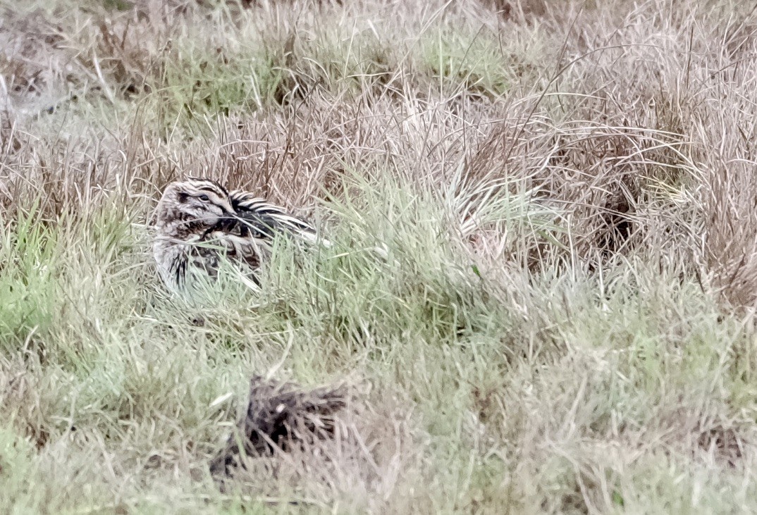 Jack Snipe - ML645499500