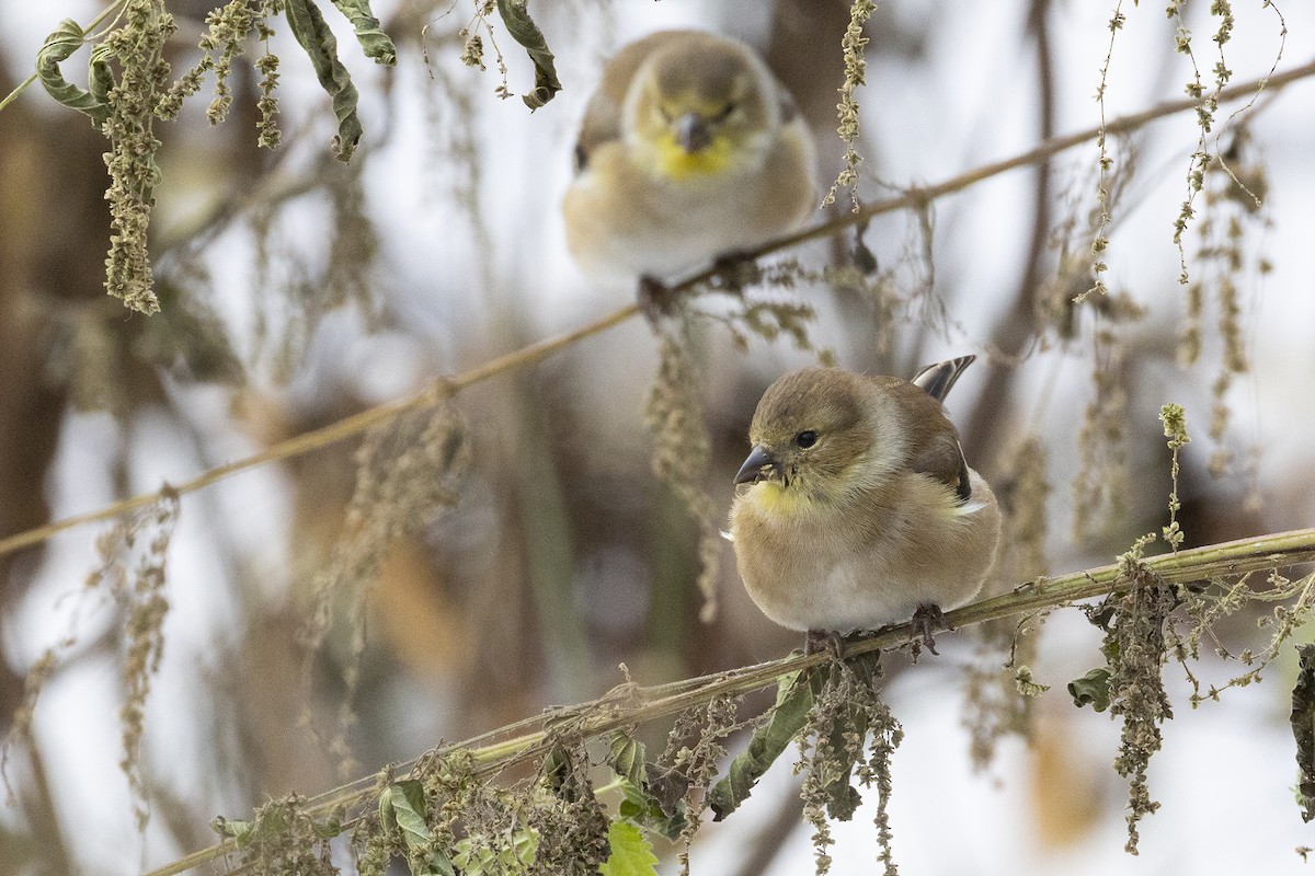 American Goldfinch - ML645499501
