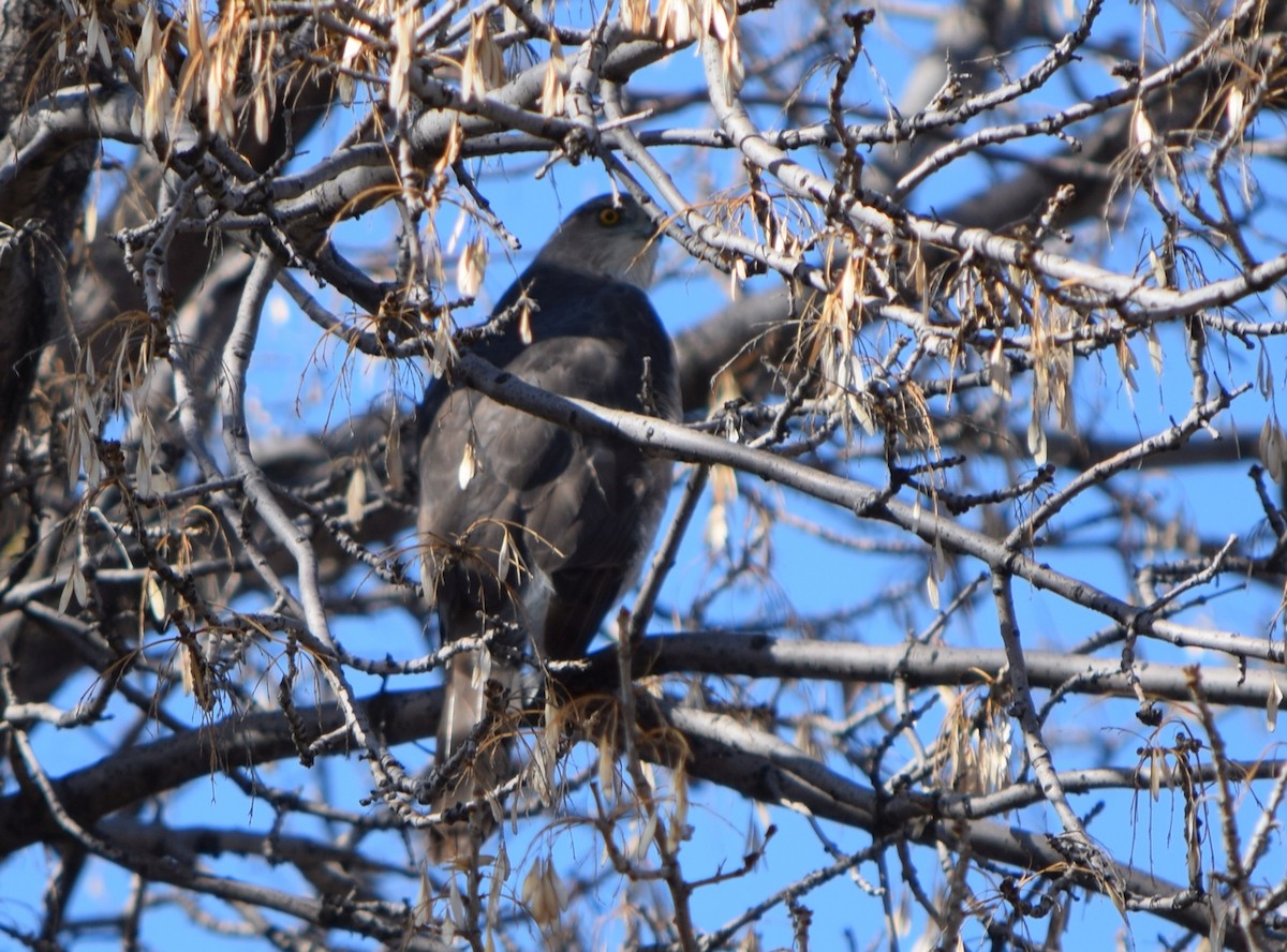 Cooper's Hawk - ML645499544