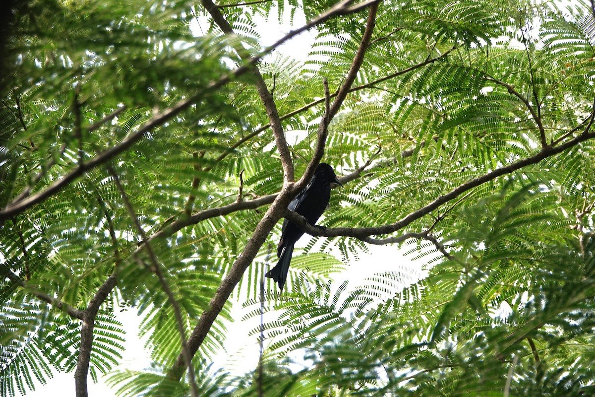 Hair-crested Drongo - ML645499545