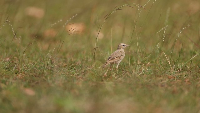 Tawny Pipit - ML645499551