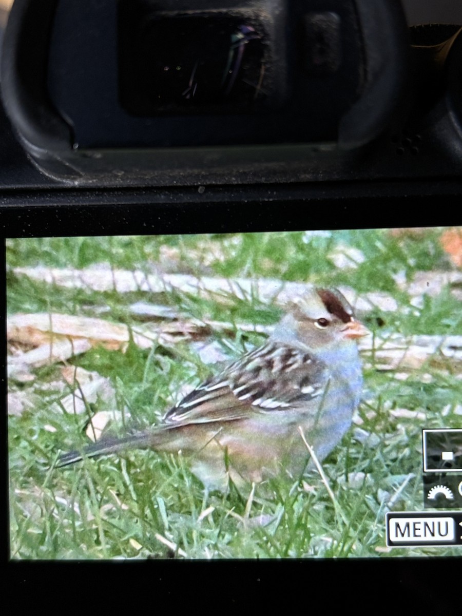 White-crowned Sparrow - ML645499569