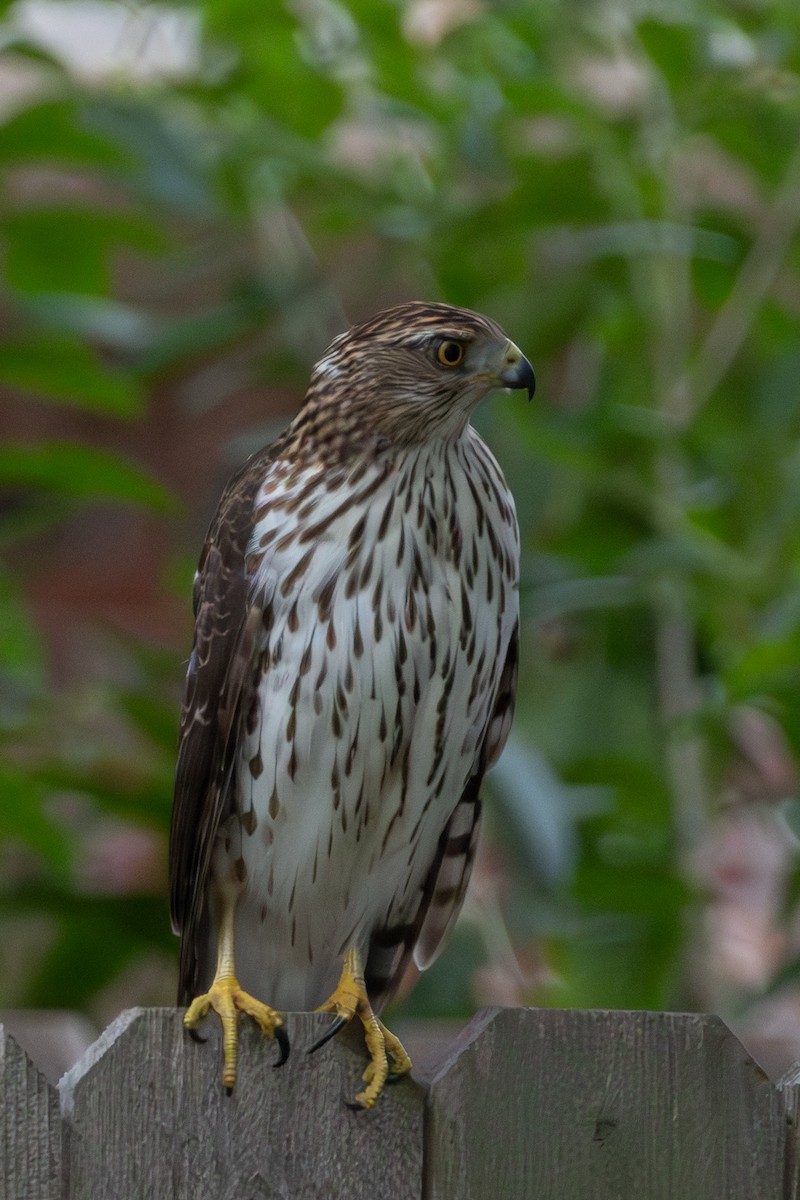 Cooper's Hawk - ML645499570