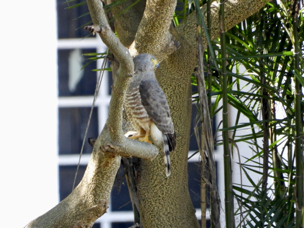 Roadside Hawk - ML645499572