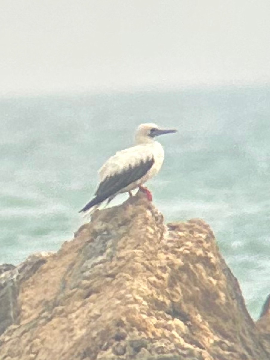 Red-footed Booby - ML645499576